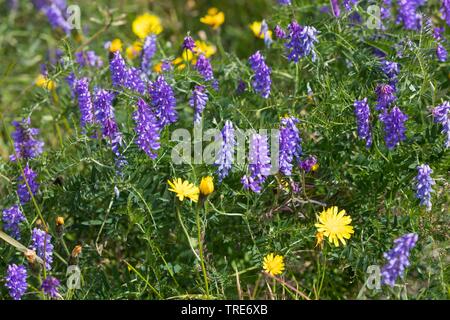 Vogel vetch, tinegrass, vogelwicke (Vicia cracca), blühende, Island Stockfoto