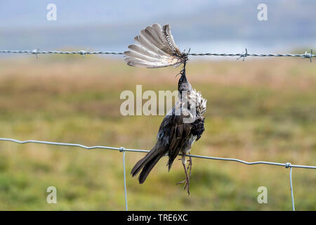 Rotdrossel (Turdus Iliacus), Vogel stirbt von Stacheldraht, Island Stockfoto