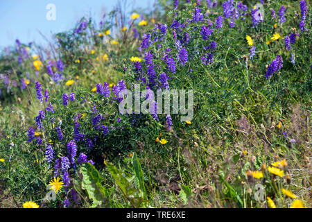 Vogel vetch, tinegrass, vogelwicke (Vicia cracca), blühende, Island Stockfoto