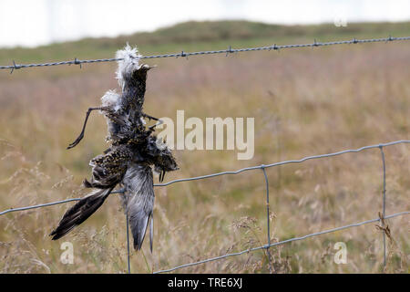 Rotdrossel (Turdus Iliacus), Vogel stirbt von Stacheldraht, Island Stockfoto