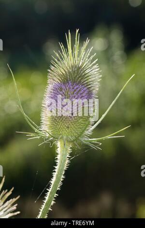Fullers Karde, gemeinsame Karde, gemeinsame Teazle (Dipsacus Fullonum, Dipsacus Sylvestris), wilde Karde, Blütenstand, Deutschland Stockfoto