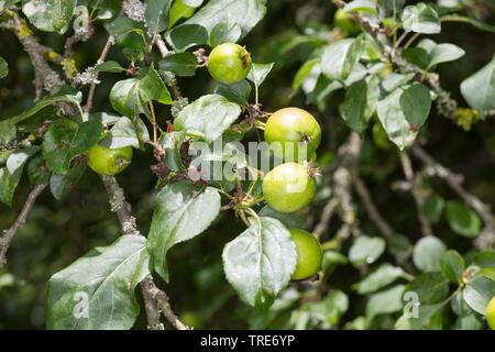 Crab Apple, wilde Crab (Malus sylvestris), Zweig mit Früchten, Deutschland Stockfoto