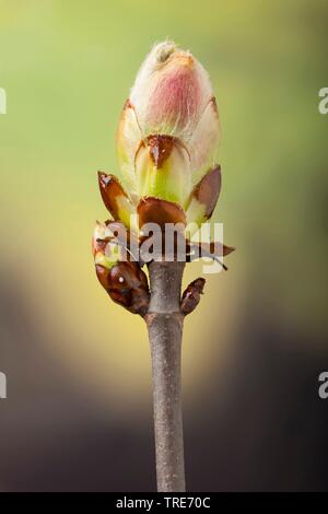 Rote Rosskastanie, rosa Rosskastanie (Aesculus x Dryas, Aesculus dryas), shootong Bud Stockfoto