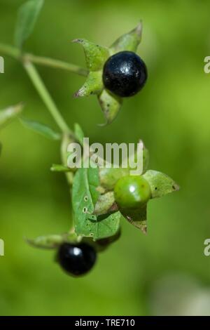 Tollkirsche (atropa Bella-Donna, Atropa belladonna), Obst, Deutschland Stockfoto