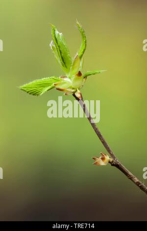 Gemeinsame Hainbuche, Europäischen Hainbuche (Carpinus betulus), Bud, Deutschland Stockfoto