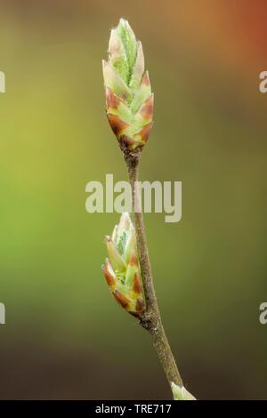 Gemeinsame Hainbuche, Europäischen Hainbuche (Carpinus betulus), Bud, Deutschland Stockfoto