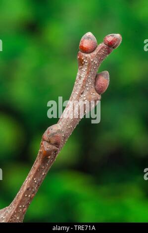 Spanisch Kastanie, Edelkastanie (Castanea sativa), Zweig mit Knospen, Deutschland Stockfoto