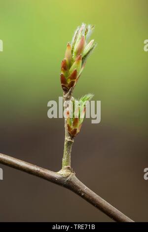 Gemeinsame Hainbuche, Europäischen Hainbuche (Carpinus betulus), Bud, Deutschland Stockfoto