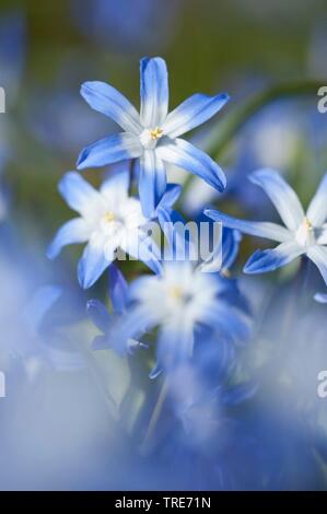 Grosse Sternhyazinthe (Chionodoxa) siehei, Blueten | Siehe Herrlichkeit - von - die - Schnee (Chionodoxa siehei), Blume | BLWS 518912.jpg [(c) Blickwinkel/F. Teigl Stockfoto