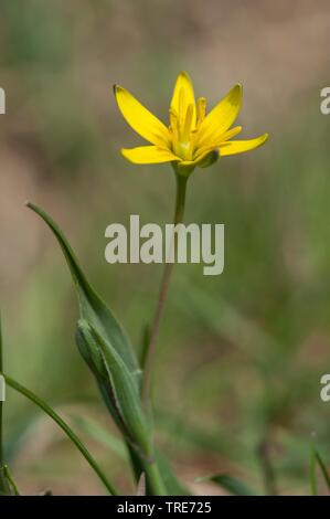 Gelber Stern-von-bethlehem (Gagea lutea var. Hastata), Blumen, Deutschland Stockfoto