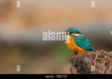 Blue eared Kingfisher am Rande Stockfoto