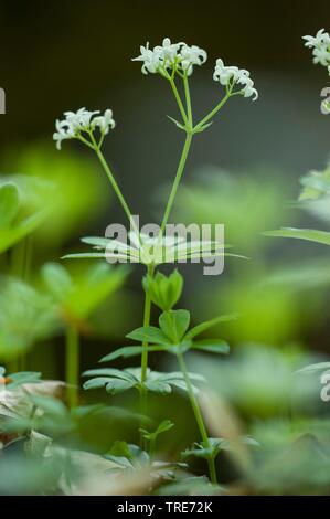 Waldmeister (Galium Odoratum), blühen, Deutschland Stockfoto