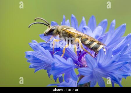 Gipser Bienen (Colletes spec.), Kornblume, Deutschland Stockfoto