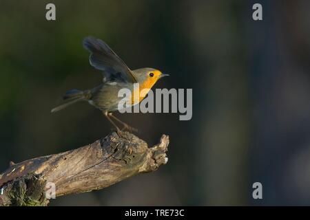 Europäische Robin (Erithacus Rubecula), Starten, Deutschland Stockfoto