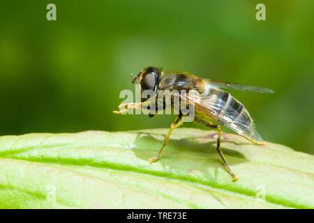Drohne fliegen (Eristalis pertinax), Grooming, Deutschland Stockfoto