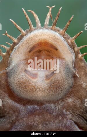 Blau - Kinn ancistrus, Blau - Kinn xenocara, bushymouth Wels, gold Fleck bristlenose, big-fin bristlenose (Ancistrus dolichopterus, Xenocara dolichoptera), Mund Stockfoto