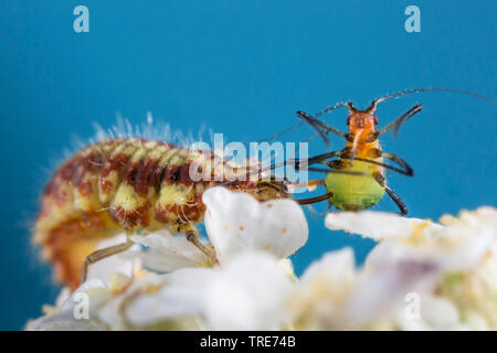 Florfliegen, Green lace-Flügel (Lestes dryas, chrysopa Dryas, Anisochrysa dryas), bluter Löwe, Larve Fütterung gefangen gegen Blattläuse, Deutschland, Bayern, Niederbayern, Oberbayern Stockfoto