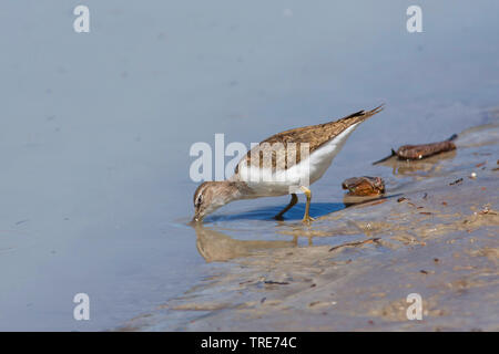 Flussuferläufer Actitis hypoleucos (Tringa, hypoleucos), Plantschen, Österreich, Tirol Stockfoto