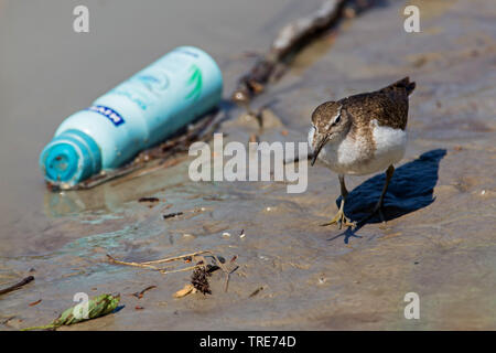 Flussuferläufer Actitis hypoleucos (Tringa, hypoleucos), die Vergangenheit einer Aerosoldose auf schlammigem Wasser, Österreich, Tirol Stockfoto