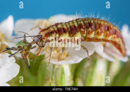 Florfliegen, Green lace-Flügel (Lestes dryas, chrysopa Dryas, Anisochrysa dryas), bluter Löwe, Larve Fütterung gefangen gegen Blattläuse, Deutschland, Bayern, Niederbayern, Oberbayern Stockfoto