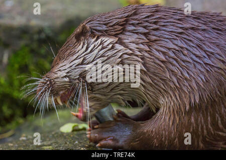 Europäische river Otter, Fischotter, Eurasische Fischotter (Lutra lutra), Essen ein gefangener Fisch, Deutschland, Bayern, Niederbayern, Oberbayern Stockfoto