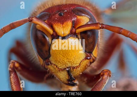 Hornet, brown Hornet, Europäische Hornisse (Vespa crabro), Porträt eines Arbeitnehmers, Nahaufnahme, Deutschland, Bayern, Niederbayern, Oberbayern Stockfoto