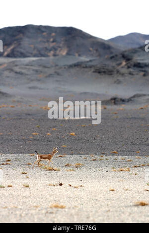 Goitred Gazelle, Arabian sand Gazelle (Gazella subgutturosa), in der Wüste Gobi, Mongolei, Wüste Gobi Stockfoto