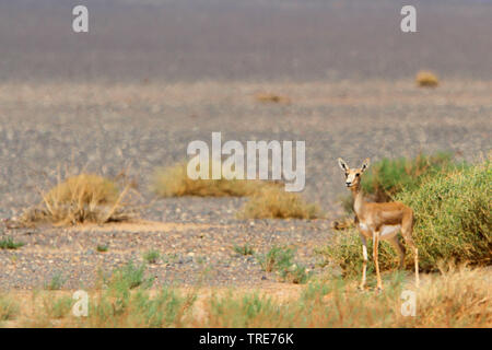 Goitred Gazelle, Arabian sand Gazelle (Gazella subgutturosa), in der Wüste Gobi, Mongolei, Wüste Gobi Stockfoto