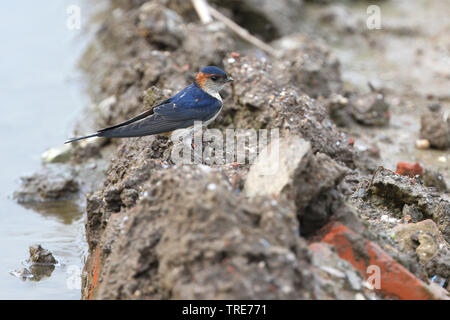 Red-rumped Swallow (Hirundo daurica daurica, Cecropis daurica daurica), sitzend auf dem Boden sammeln Schlamm, China Wuyuan Stockfoto