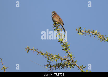 Grau - hooded Bunting (Emberiza fucata), auf einem Zweig sitzend, Dhangatti, Indien Stockfoto