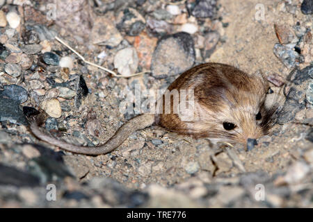 Kozlov's Pygmy Jerboa, Salpingotus kozlovi (Salpingotus kozlovi), in einem Graben ducken, Gobi, Mongolei Stockfoto