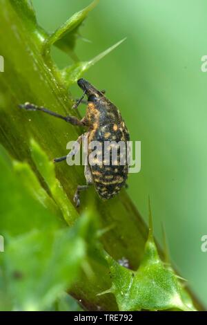 Curculionid (Larinus turbinatus), auf Bull Distel, Deutschland Stockfoto