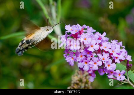 Hummingbird tabakschwärmer (Macroglossum stellatarum), saugen Nektar an Buddleja, Deutschland, Alsbach Stockfoto