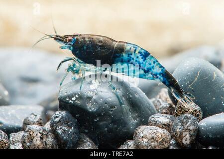 Rili blaue Garnelen (Neocaridina davidi, neocaridina heteropoda), Rasse Rili Blau Stockfoto