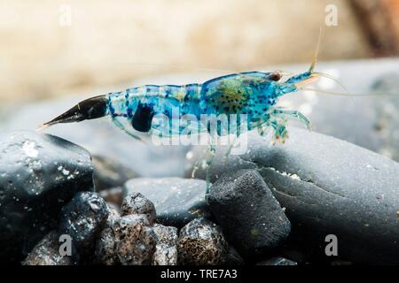 Rili blaue Garnelen (Neocaridina davidi, neocaridina heteropoda), Rasse Rili Blau Stockfoto