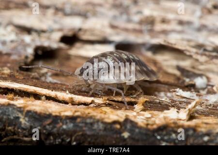 Gemeinsame woodlouse, gemeinsame sowbug, grau Garten woodlouse (Oniscus asellus), Rinde, Deutschland Stockfoto