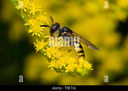 Bee-killer Wespe, Biene-Killer (Philanthus Triangulum, Philanthus apivorus), sitzt auf einem Blütenstand, Deutschland Stockfoto