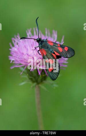 Eng begrenzt 5-spot Burnet (Zygaena lonicerae), sitzt auf einer Blume, Deutschland Stockfoto