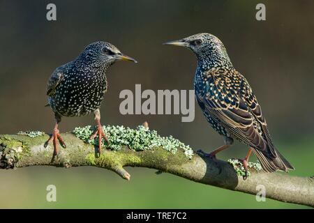 Gemeinsame Star (Sturnus vulgaris), zwei Stare auf einem Zweig, Deutschland Stockfoto