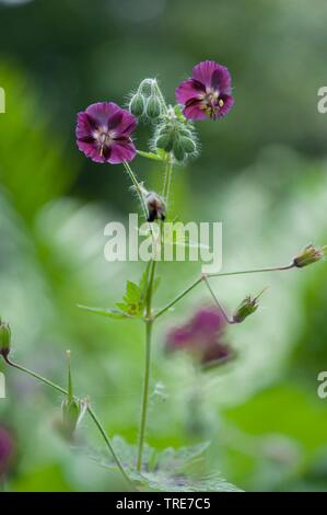 Altrosa Storchschnabel (Geranium Phaeum), blühen, Deutschland Stockfoto