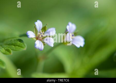 Kleine Blumen Storchschnabel, Traveler Geranien (Geranium Pusillum), blühen, Deutschland Stockfoto