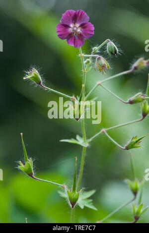 Altrosa Storchschnabel (Geranium Phaeum), blühen, Deutschland Stockfoto