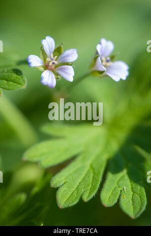 Kleine Blumen Storchschnabel, Traveler Geranien (Geranium Pusillum), blühen, Deutschland Stockfoto