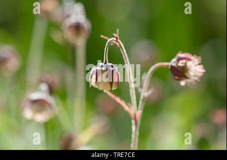 Purple Avens, Wasser Avens (Geum Rivale), blühen, Deutschland Stockfoto