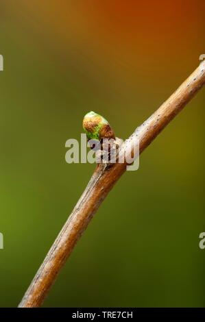 Maidenhair tree, Ginkgobaum, Gingko Baum, Ginko (Ginkgo biloba), Zweig mit Knospen Stockfoto