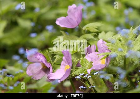 Japanische Holz Mohn (Glaucidium Palmatum), blühende Stockfoto