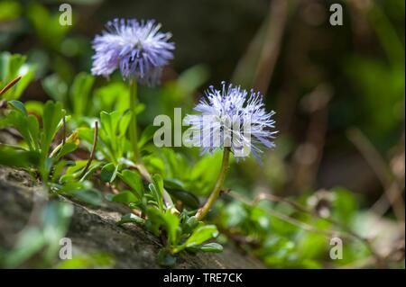 Globe Daisy, Leder Blatt Owder Blätterteig, Powderpuff, Herz Blatt Globe Daisy, Herz-leaved Globe Daisy (Globularia Cordifolia), blühen, Deutschland Stockfoto