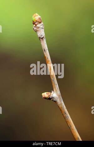 Maidenhair tree, Ginkgobaum, Gingko Baum, Ginko (Ginkgo biloba), Zweig mit Knospen Stockfoto