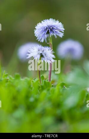 Globe Daisy, Leder Blatt Owder Blätterteig, Powderpuff, Herz Blatt Globe Daisy, Herz-leaved Globe Daisy (Globularia Cordifolia), blühen, Deutschland Stockfoto