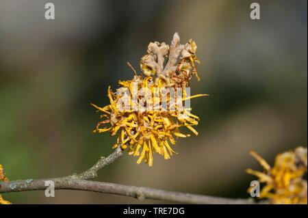 Chinesische Zaubernuss (Hamamelis Mollis), blühende Stockfoto